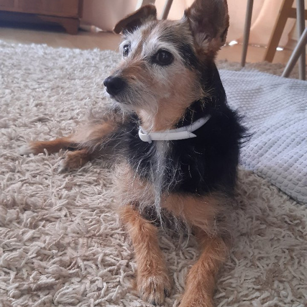 Bonnie