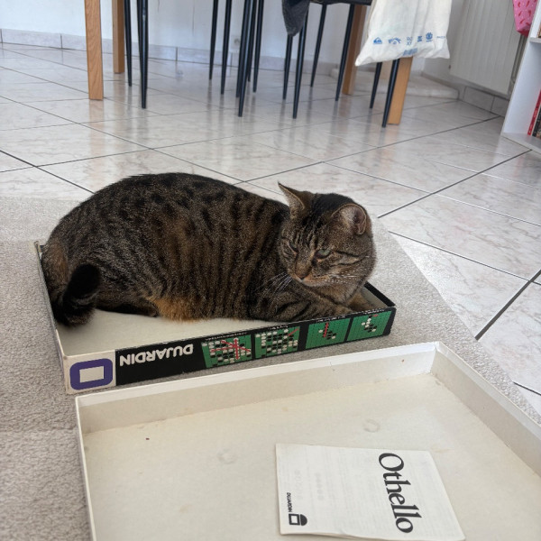 Photo de Livai