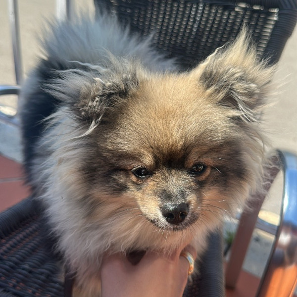 Photo de Blue