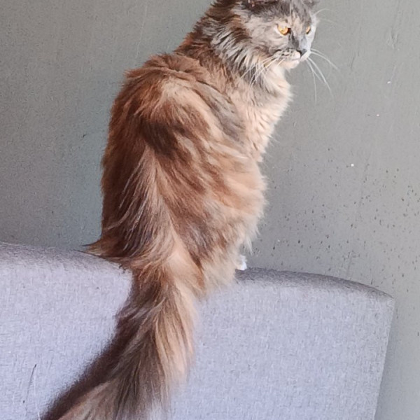 Mya