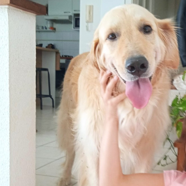 Budy