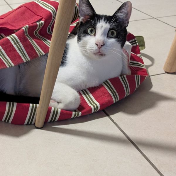 Photo de Whisky
