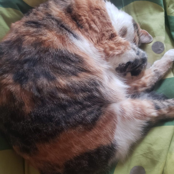 Coco