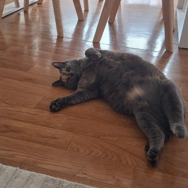 Mya