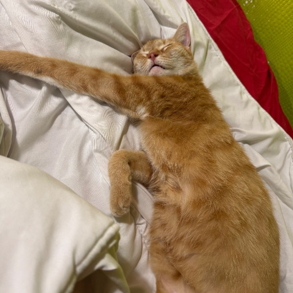 Leo