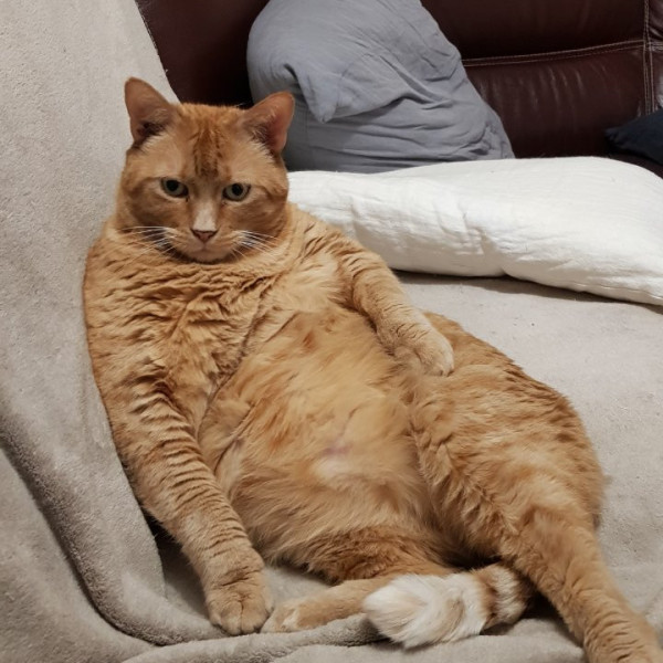 Enzo
