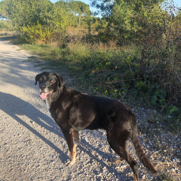 Mya