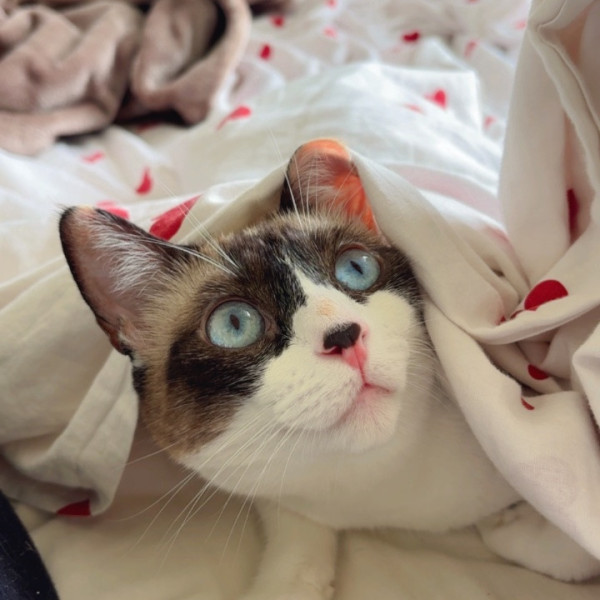 Nénette
