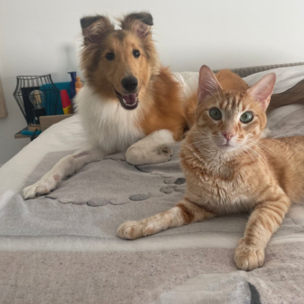 SIMBA