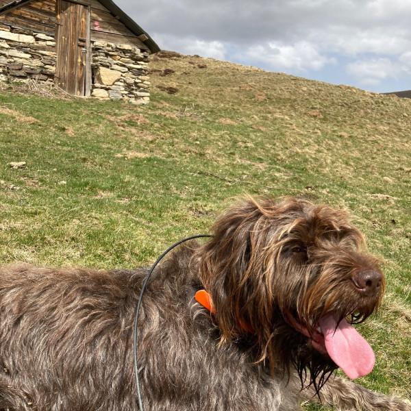 Photo de Paddy