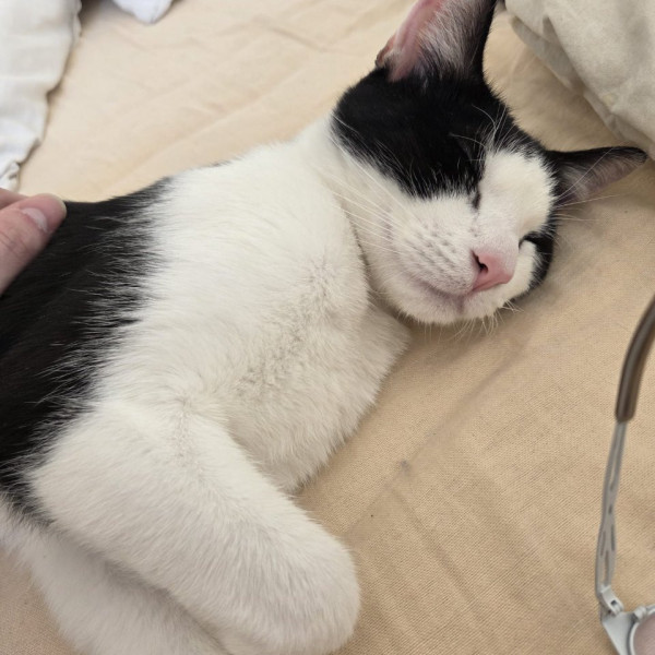 Pixel