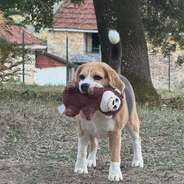 Photo de Romeo