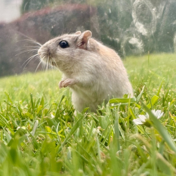 Titi