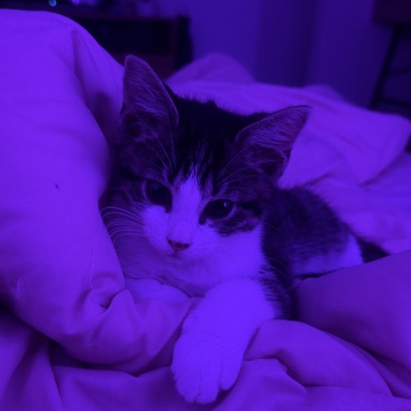 loky