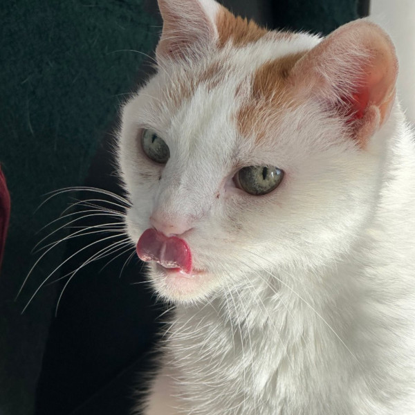 Pixel