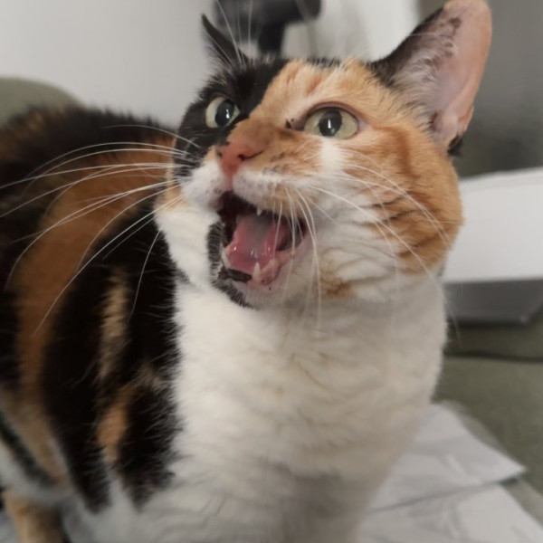 Midori