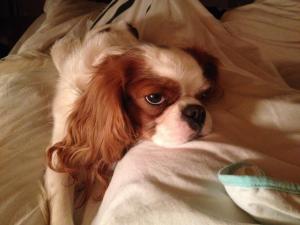 Grumpich