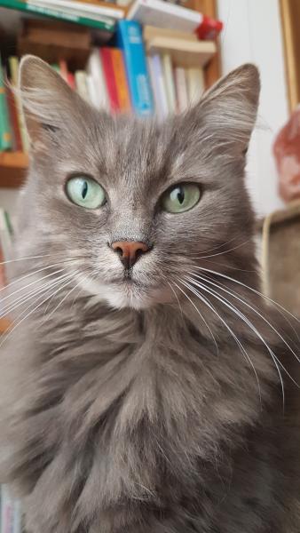 Maurice