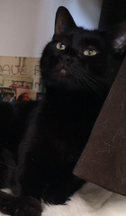 Coucou