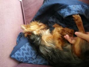 lola