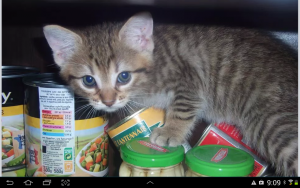 Junior