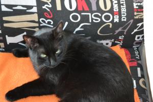 Photo de Black