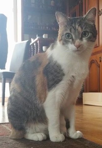 Duchesse