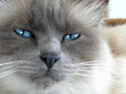 Photo de BARBOTIN-MOHIMONT