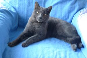 Photo de Cachemire