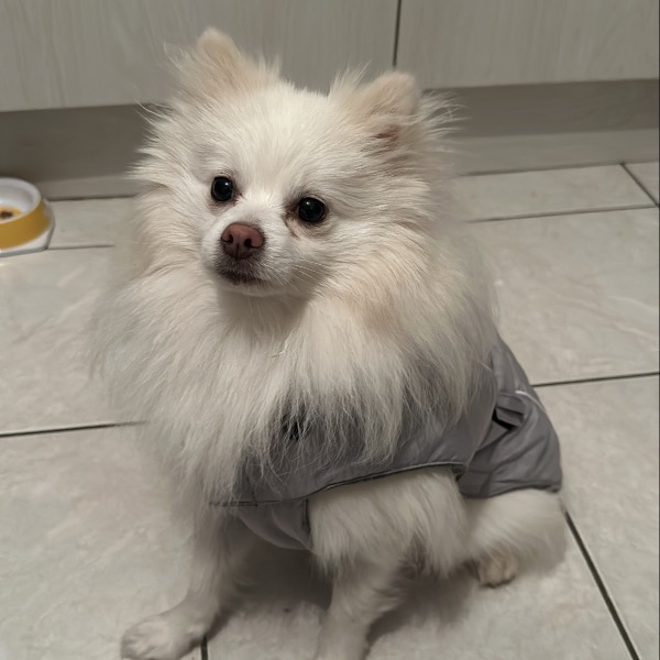 Photo de Milou