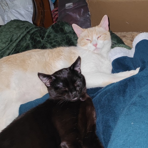 Loki, Ymir, Saphyr