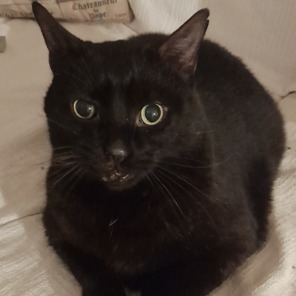 Domino