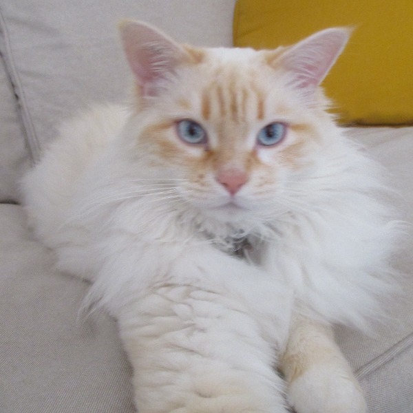 Photo de Norton