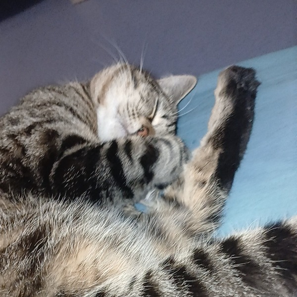 Simba