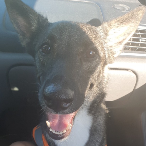 Photo de Nala