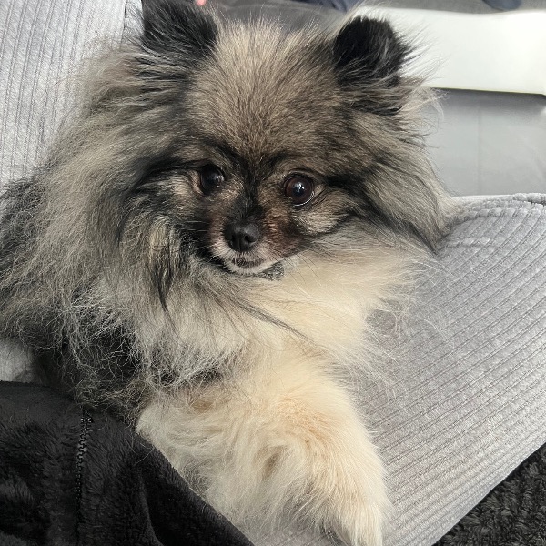 Photo de Skye