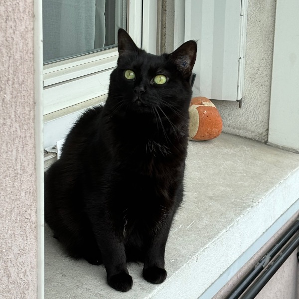Photo de CHOUPETTE