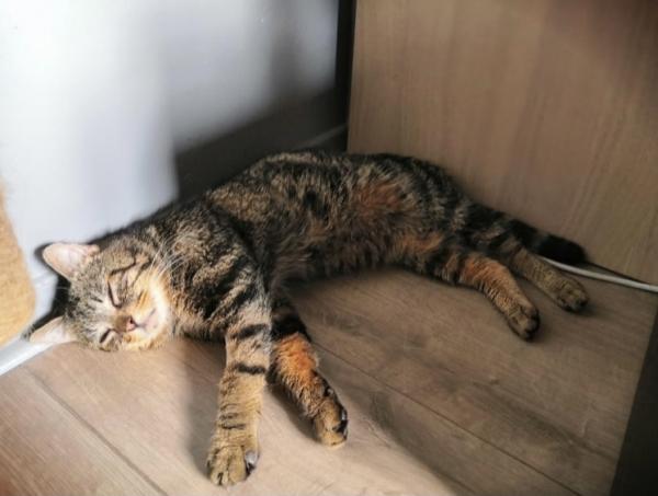 Photo de Mowgli