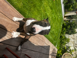 Paco