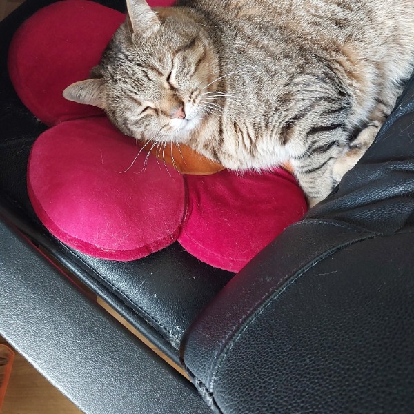 Photo de Donut