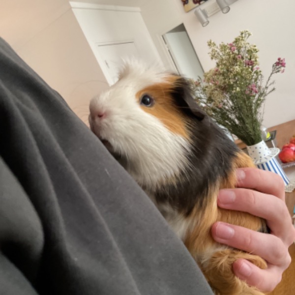 Photo de Chonchon