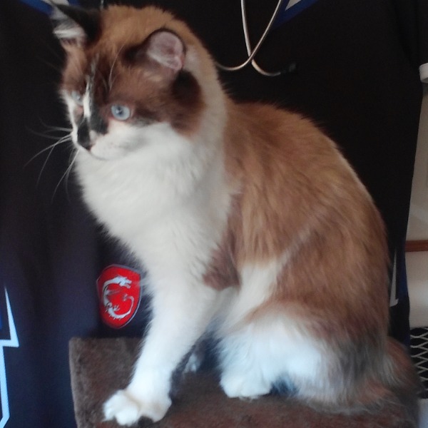 Photo de Vodka
