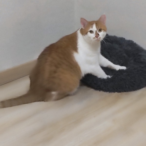 Photo de Tachou