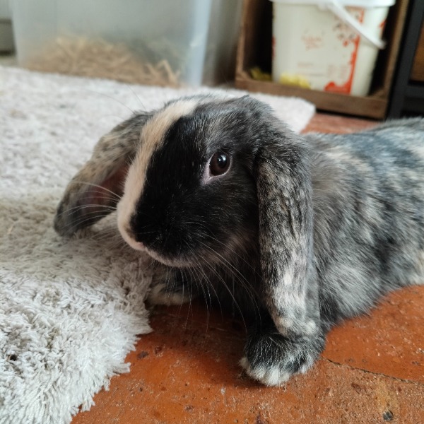 Angus