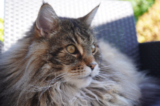 Photo de Jules Verne 1