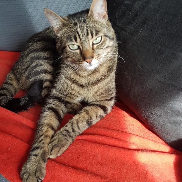 Photo de Pompon