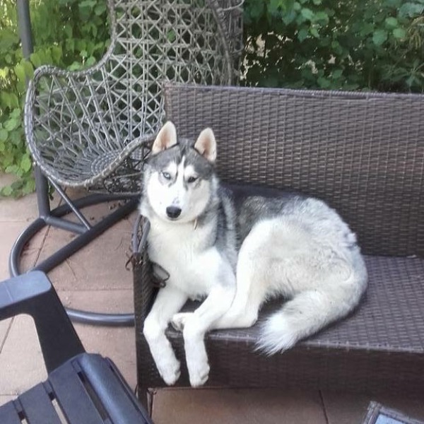Loki