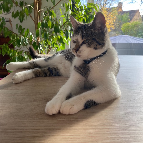 Photo de Moka