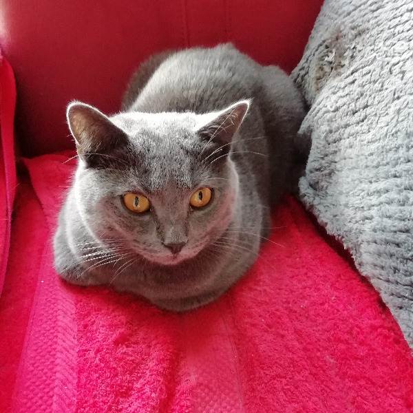 Photo de RALF