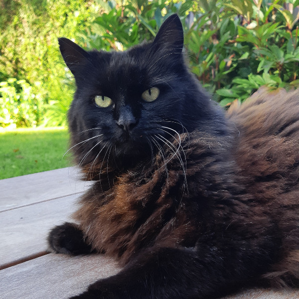 Mimi